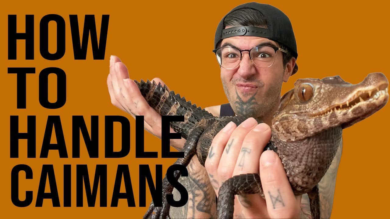 How I Handle My Caimans | Reptile Handling