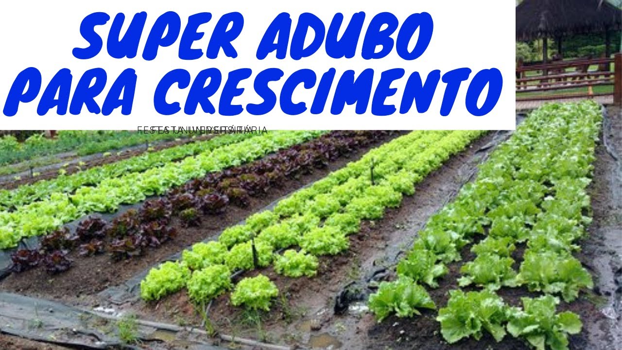 Super ADUBAÇÃO Orgânica CASEIRA para produzir ALFACES Mais Rápido