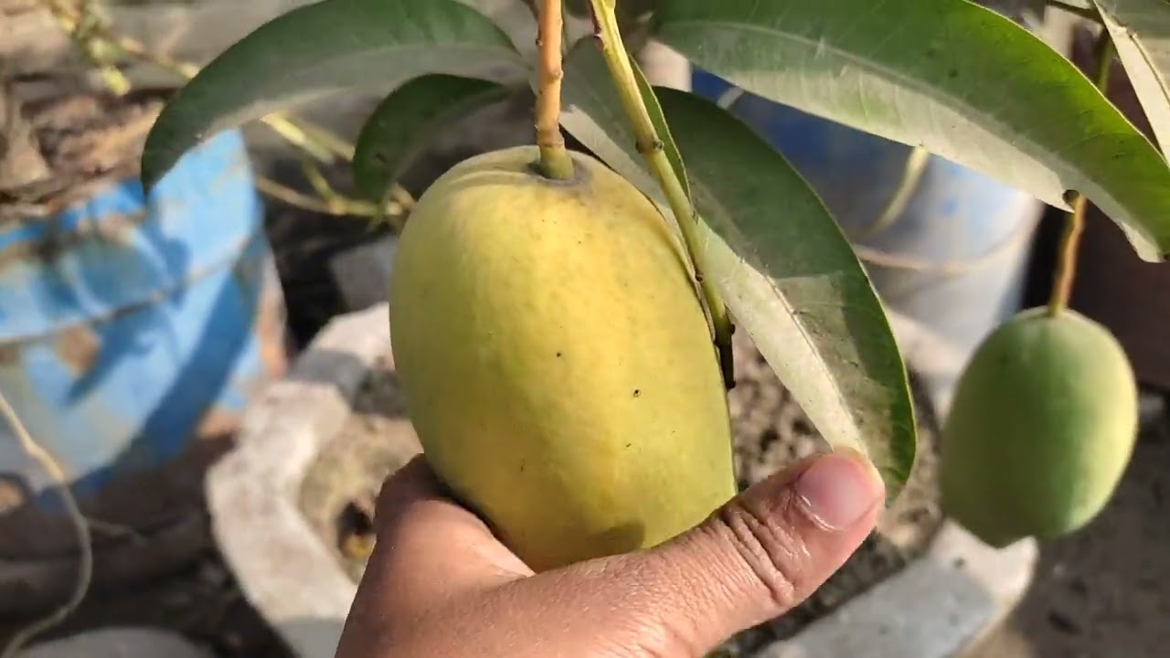 🌿কি সুন্দর 😍ছাদ বাগানের অসময়ের আমগুলো খেতে কেমন🥭 পুরো ভিডিওটি দেখুন❓ Daily_vlog