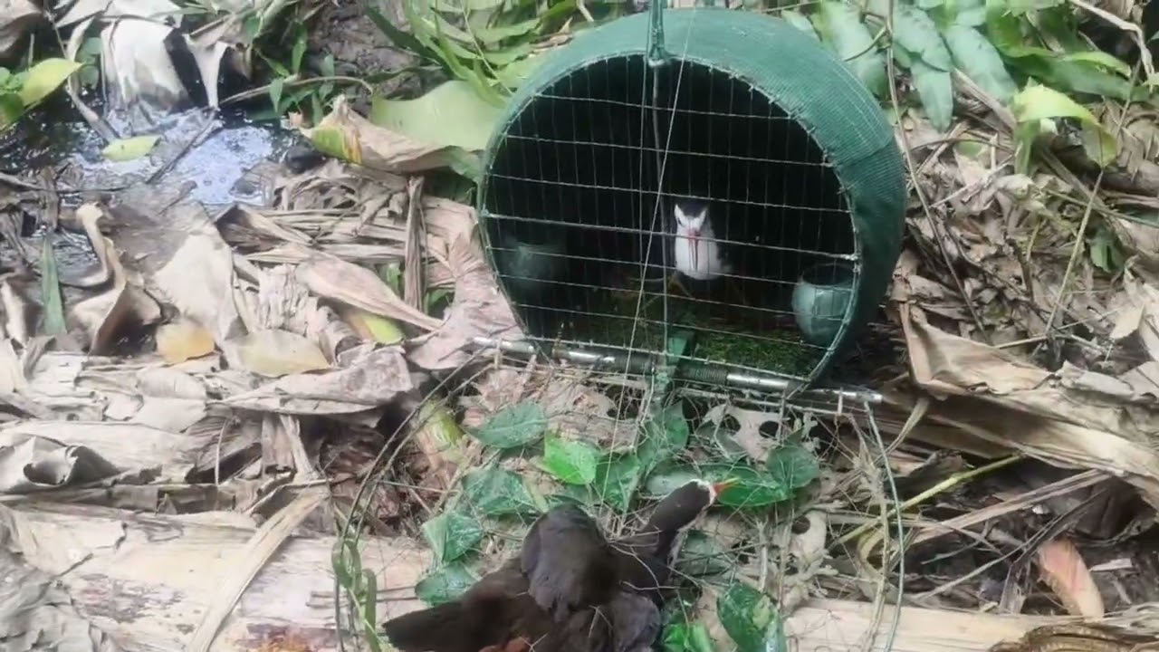 Bẫy Quốc Cà Mau ngày 1/1/2026.