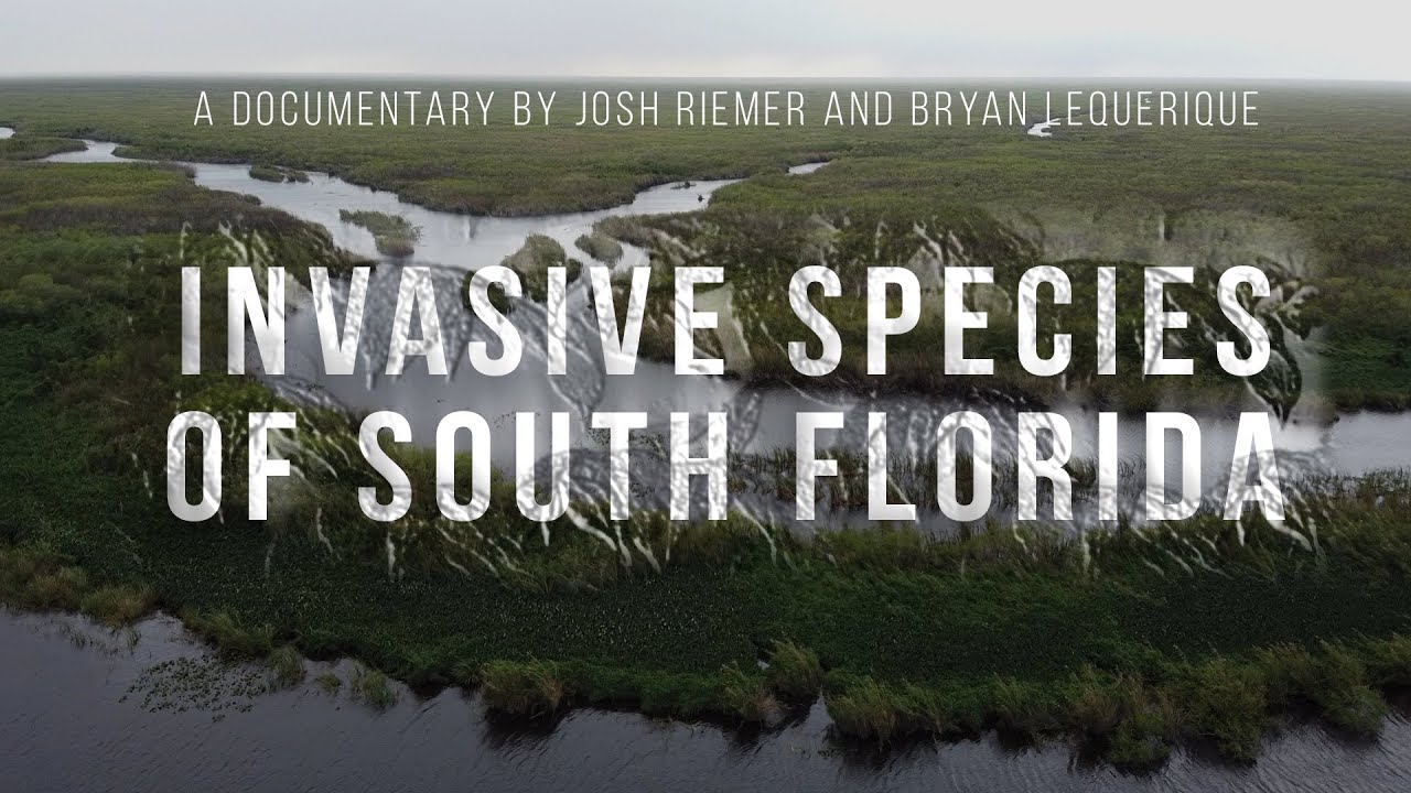 Invasive Species of South Florida | Documentary | AAHSFF 2020 Official Selection