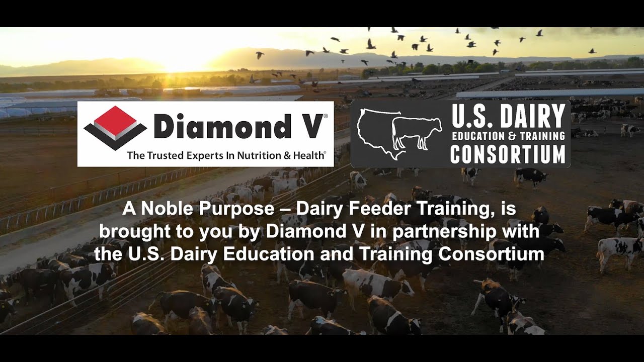 Dairy Feeder Training -  English