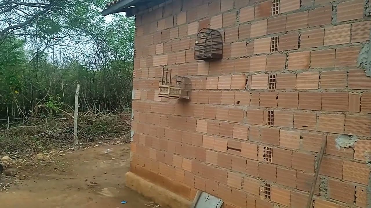 Pegando coleiro no alçapão 
