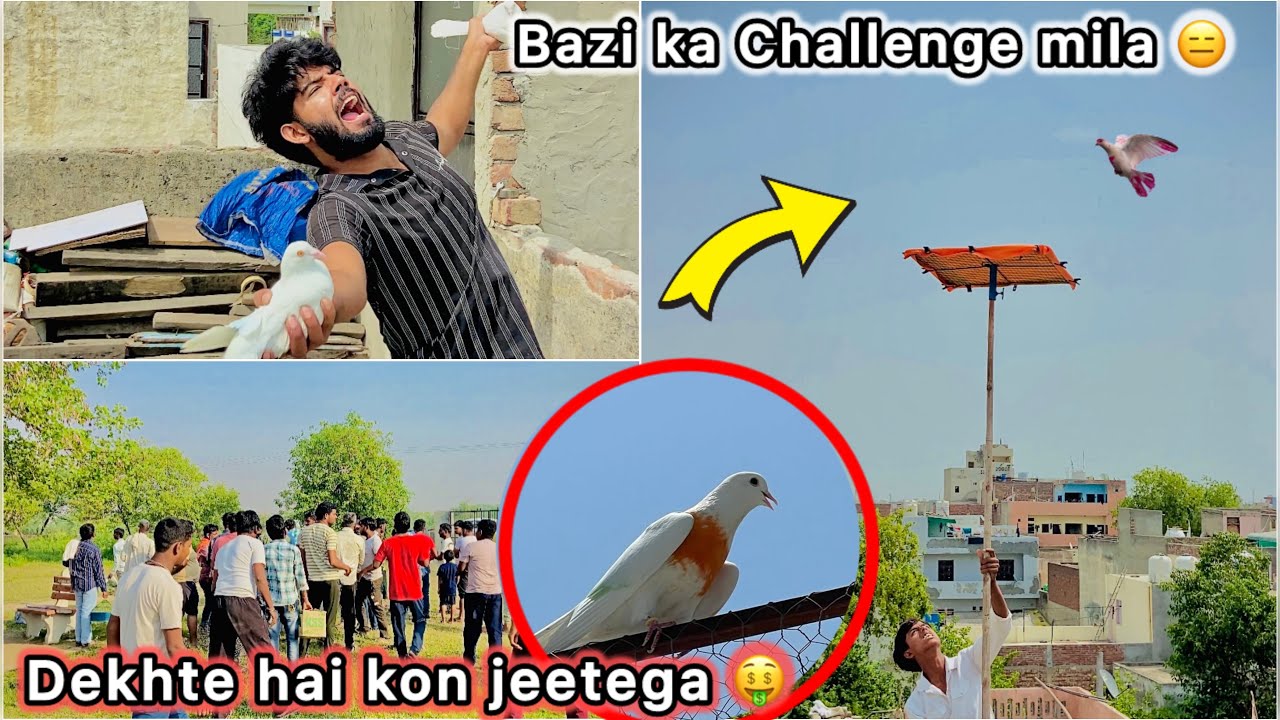 Kabutar bazi Lag Gyi 🤑 || Pigeon Tournament ka Mila Challenge 🏆