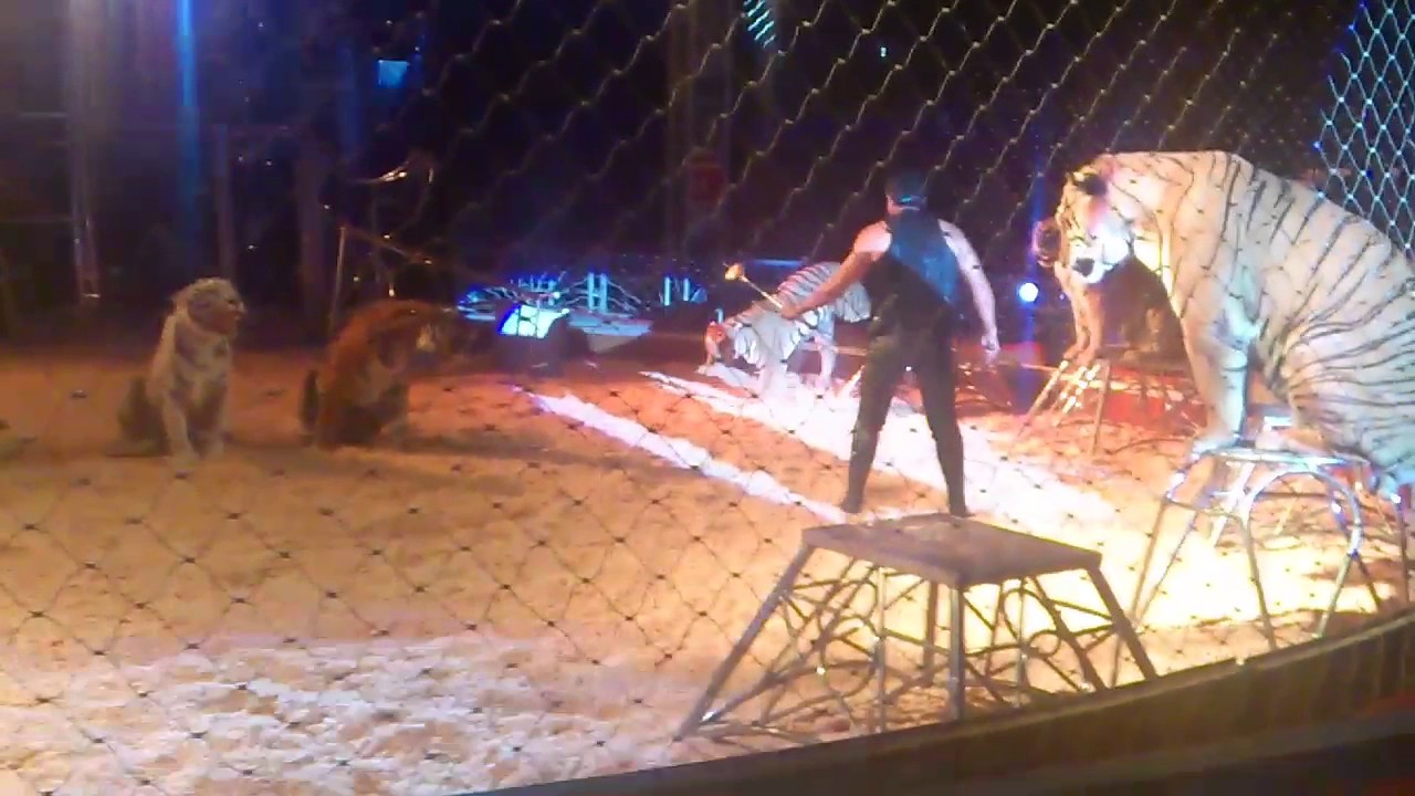 TIGRES CIRCO SOLARY ESPECTACULAR