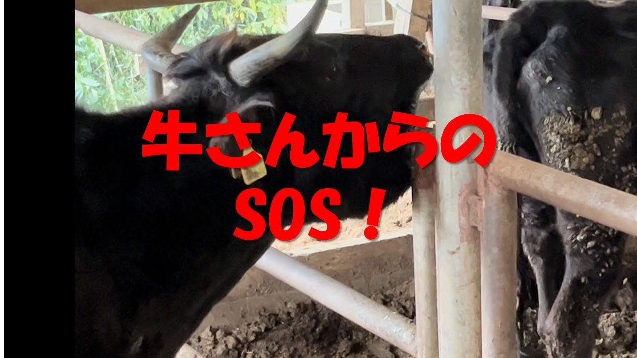 その舌遊び、牛さんからのSOSです。