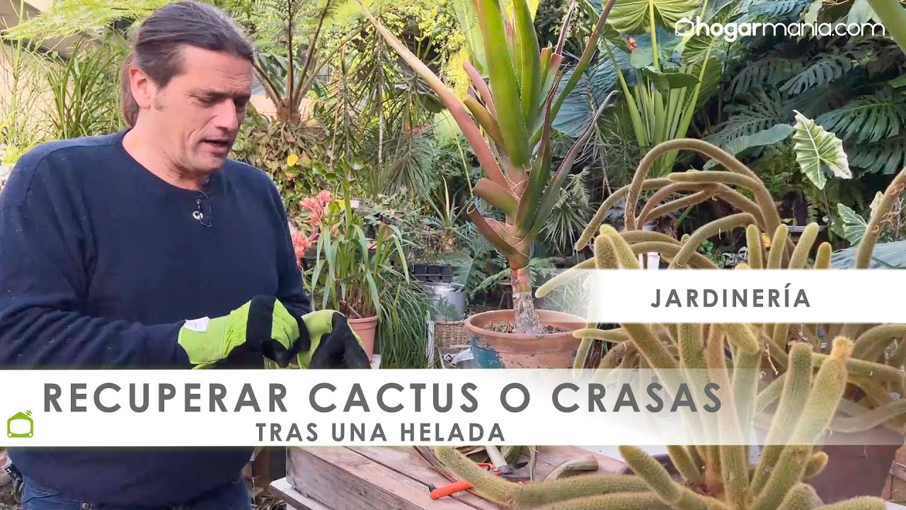 RECUPERAR un CACTUS o PLANTA CRASA tras una helada ❄️🌵 Os lo cuenta Iñigo Segurola de @Jardinatis