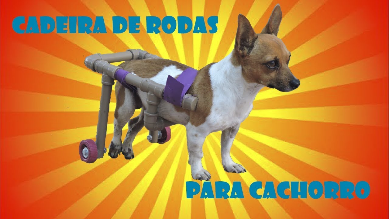 Como fazer cadeira de rodas para cachorro