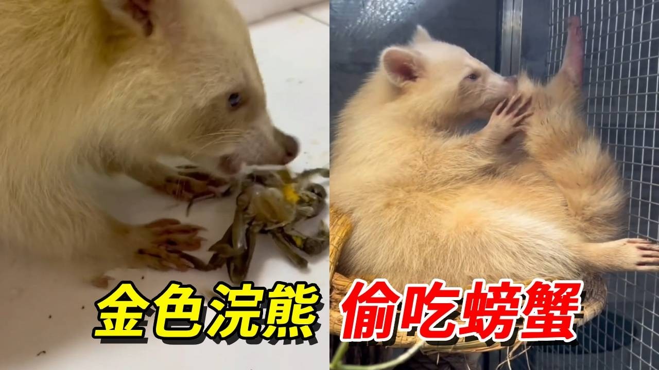 海洋之災再次入手罕見品種——金色浣熊！沒想到剛帶回家就偷吃螃蟹，還是一隻母的！【王小怪】