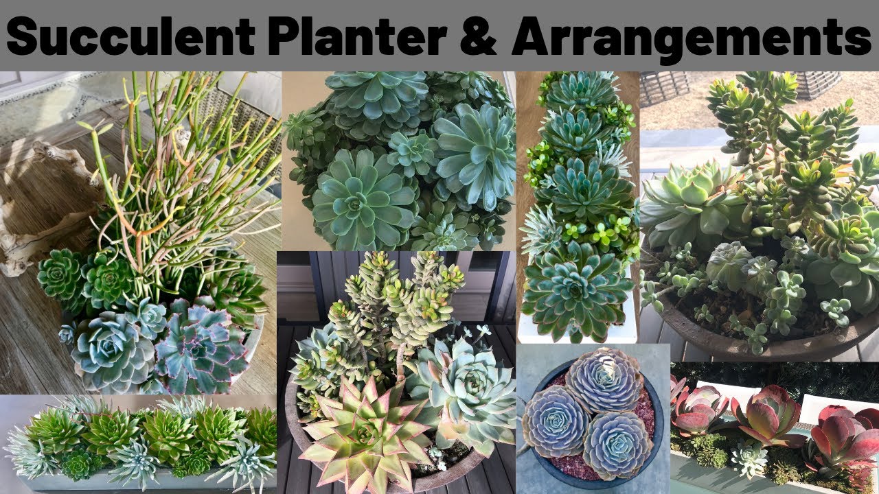 Succulent planter, POTS, arrangements, containers, displays, DIY ideas with MOODY BLOOMS