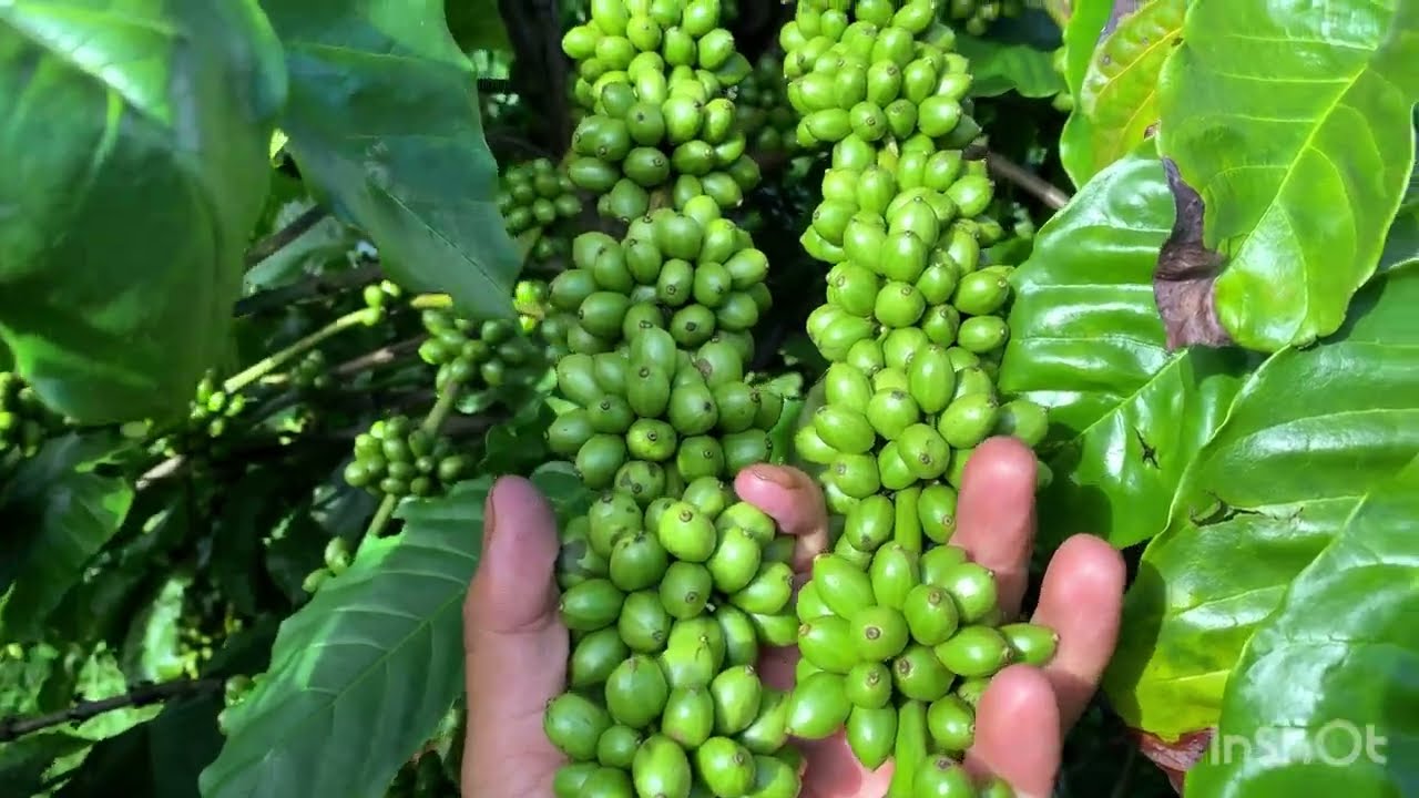 Sự khác biệt của cà phê xanh lùn Ghép và thực sinh khi làm thả ngọn