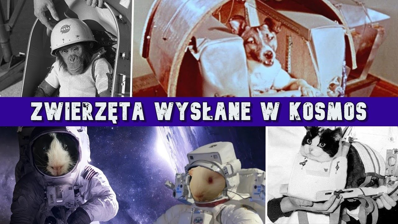 Świnki morskie w kosmosie, czyli historia lotów kosmicznych z udziałem zwierząt