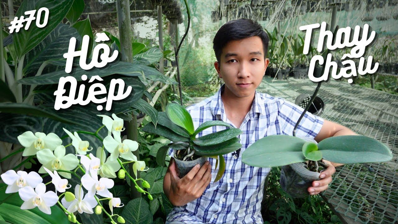 Quy Trình Thay Chậu Lan Hồ Điệp Đơn Giản Và Chi Tiết Nhất • Vlog #70