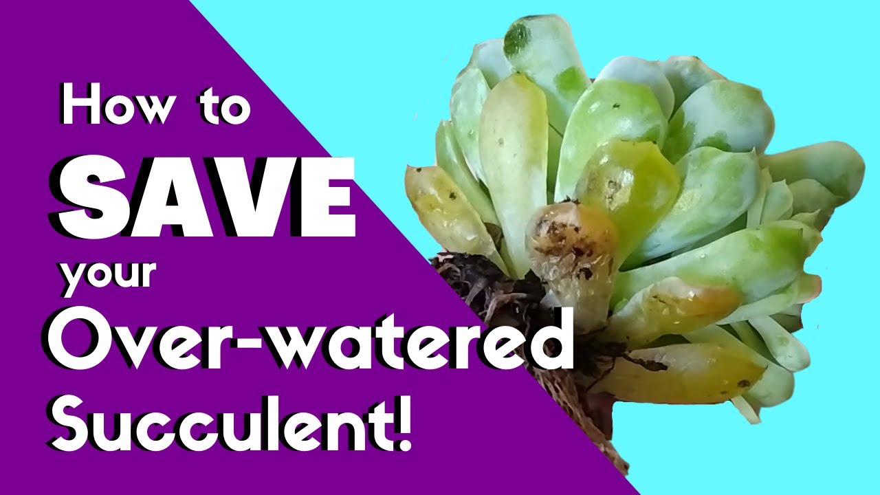 How to Save your Over-watered Succulent!