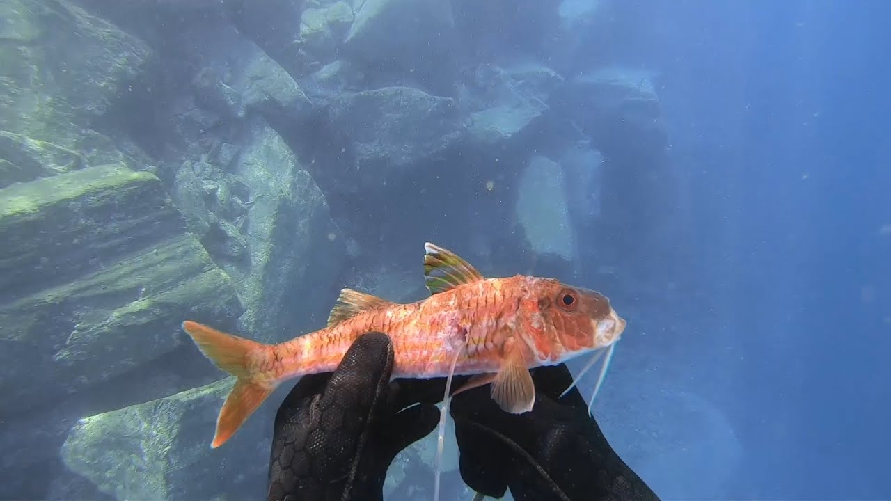 {Spearfishing Activities} 🤿 Red Mullet
