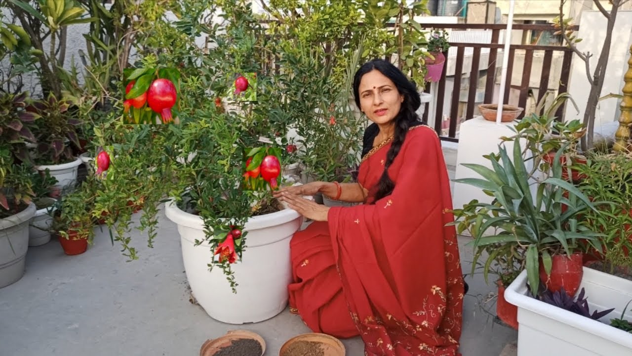 Easy way to grow Pomegranate (Anar) in container and get beautiful fruits.