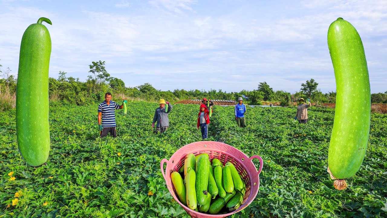 Growing and Harvesting Bottle Gourd in My Village - Easy Method for Bottle Gourd Growing From Seed