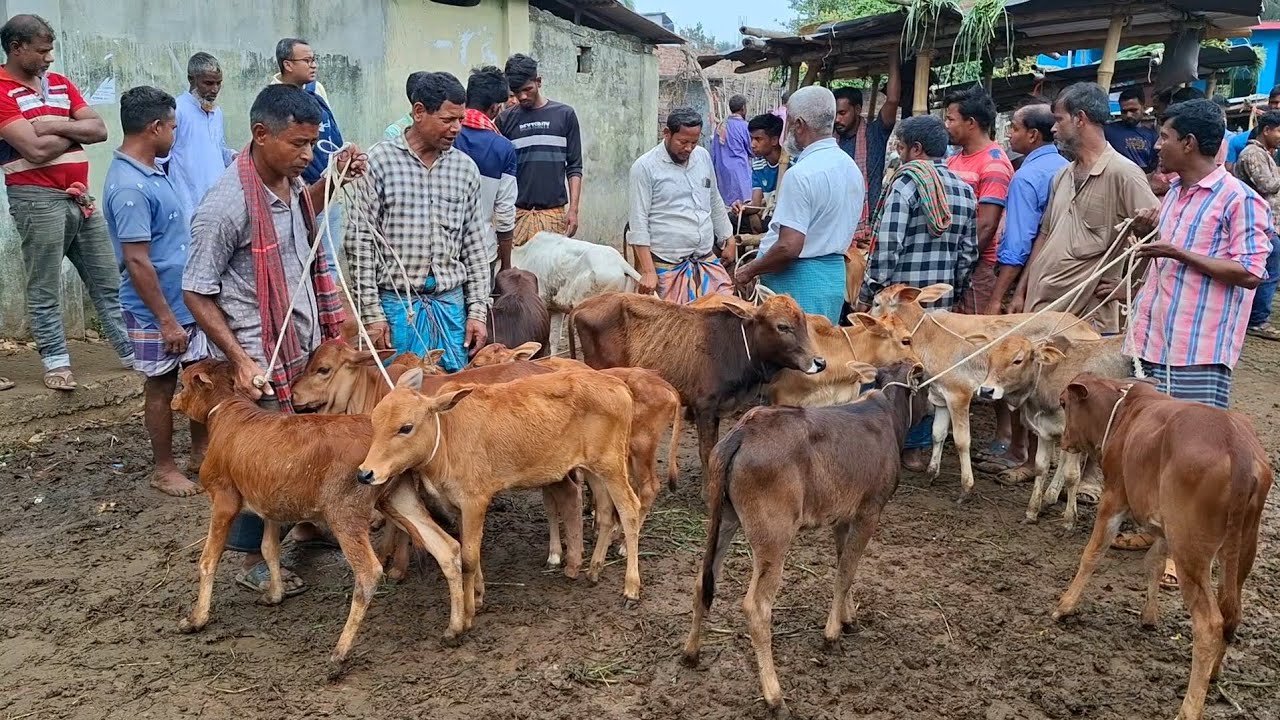 ১৪ মার্চ 26 | অবিশ্বাস্য দামে মাত্র ১১ হাজারে সবচেয়ে ছোট্ট ছোট্ট ষাঁড় ও বকনা বাছুর গরু আমবাড়ী হাট