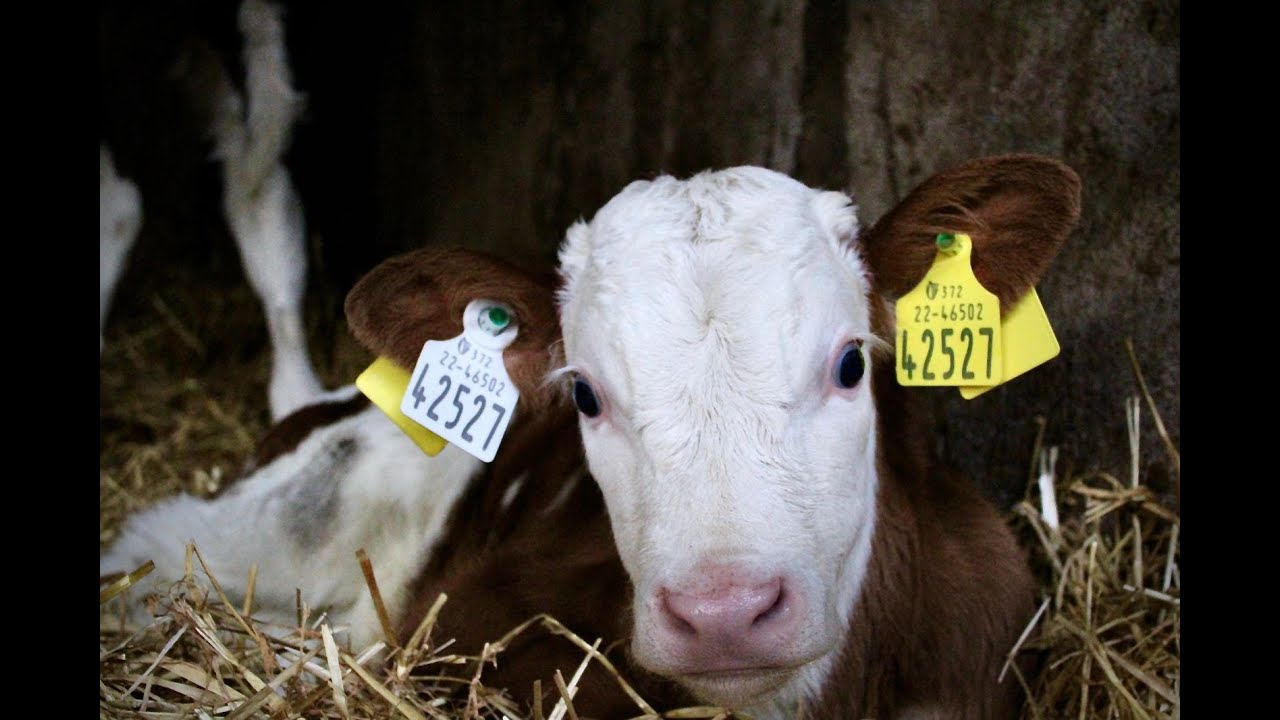 DNA Calf Registration Update January 2023