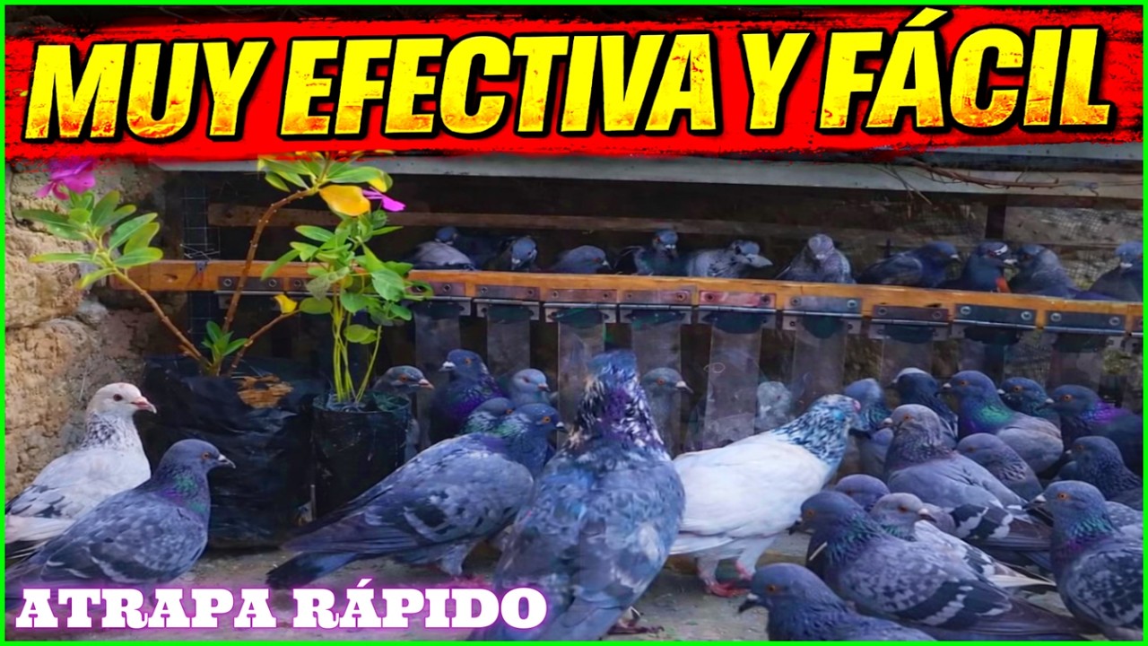🔴 Crea una JAULA TRAMPA para atrapar PÁJAROS PALOMAS que FUNCIONA Como hacer fabricar cazar capturar