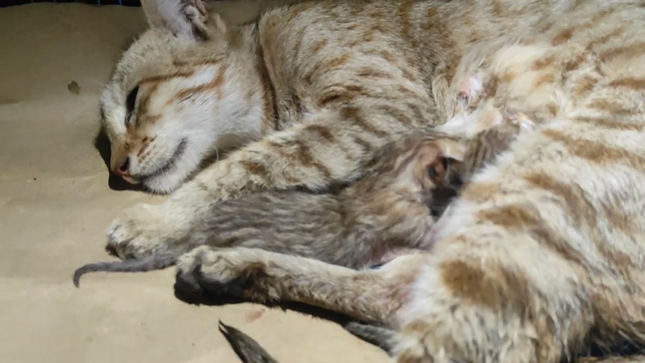 Kitten birth 