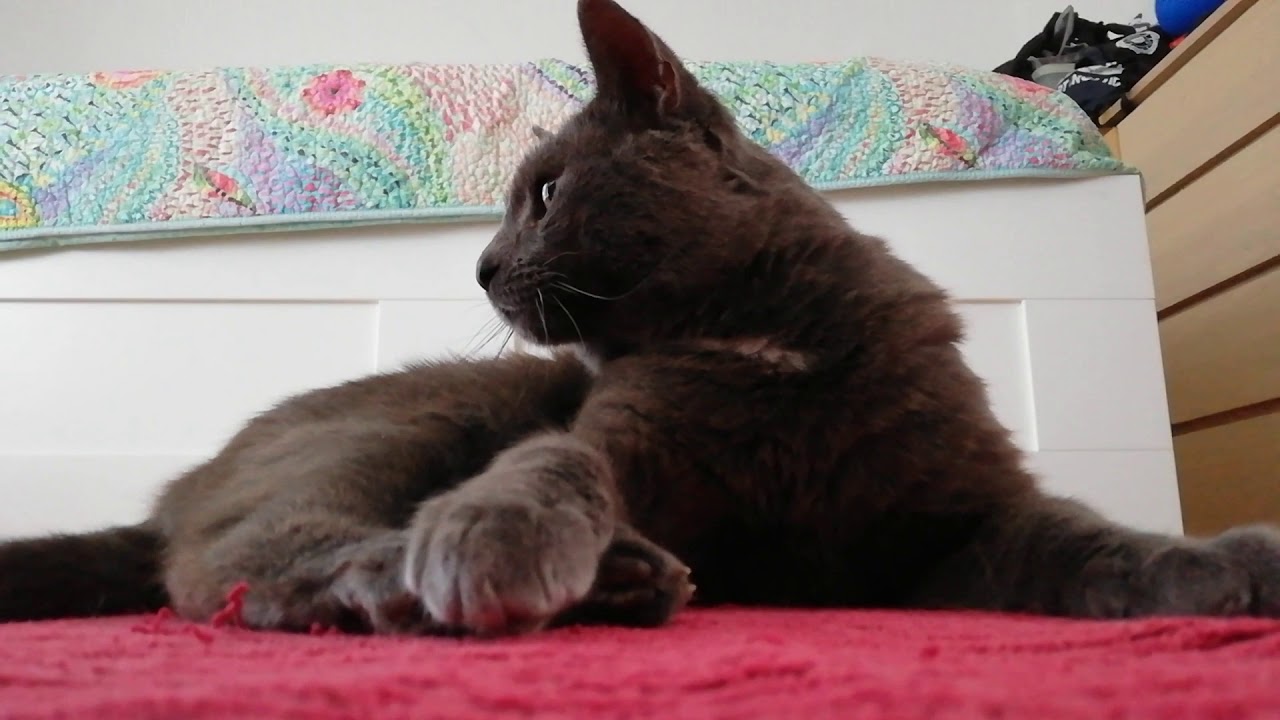 Henri is a people cat. His claws are sharp though 😸