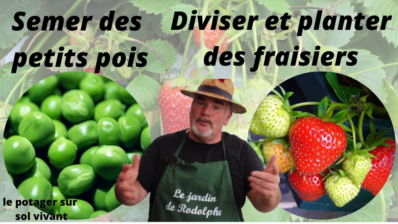 1er plantation sous le tunnel au nord de la France.