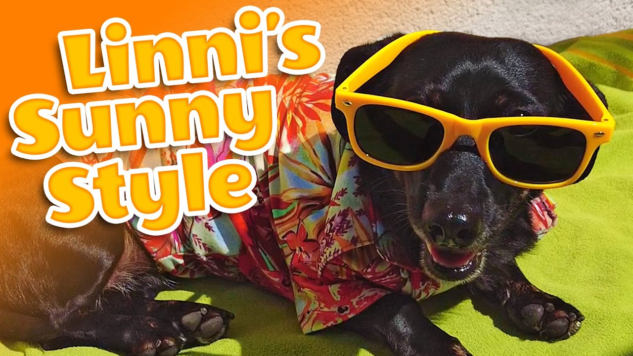 Summer Shopping 🌞😎 A Dachshund Wants the Perfect Sunbath | Linni’s Doxie Life | Unboxing Doxie