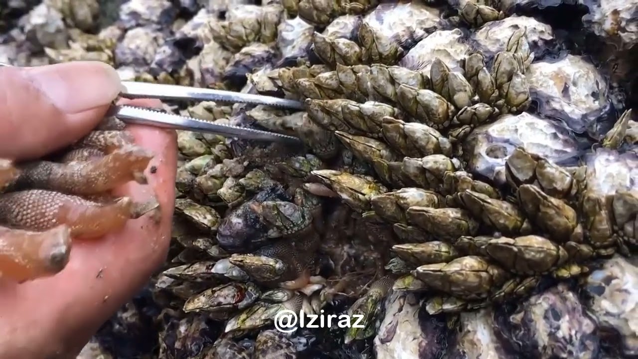 Watch and relaxing  1hour work in sea with me Ep42