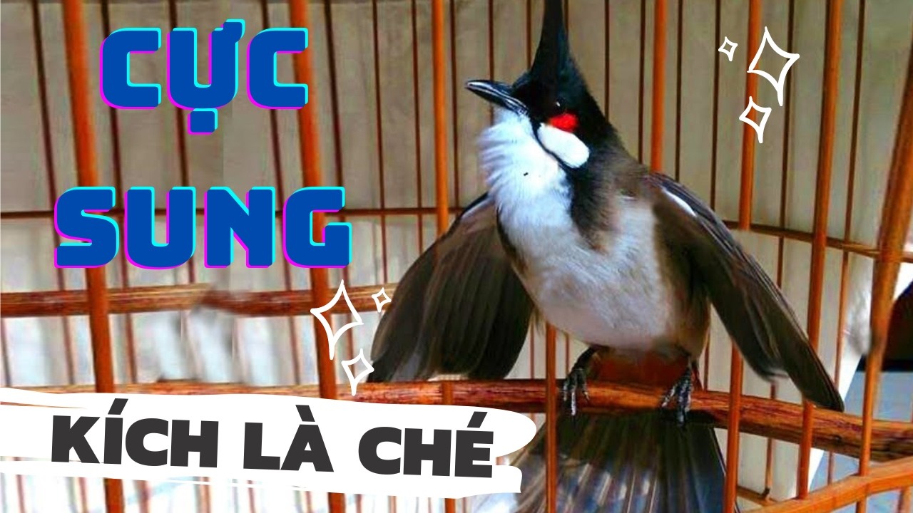 Luyện ch&agrave;o m&agrave;o h&oacute;t căng lửa, QU&Aacute; HAY - CH&Eacute; K&Iacute;CH BỔI CĂNG Đ&Eacute;T, C&aacute;ch luyện ch&agrave;o m&agrave;o h&oacute;t s&aacute;ng, chao mao