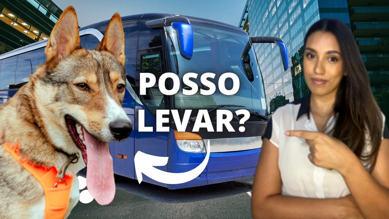 Como viajar com Pet em ônibus de viagem