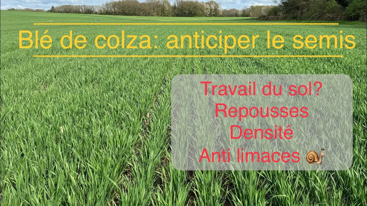 Blé de colza: comment anticiper le semis?