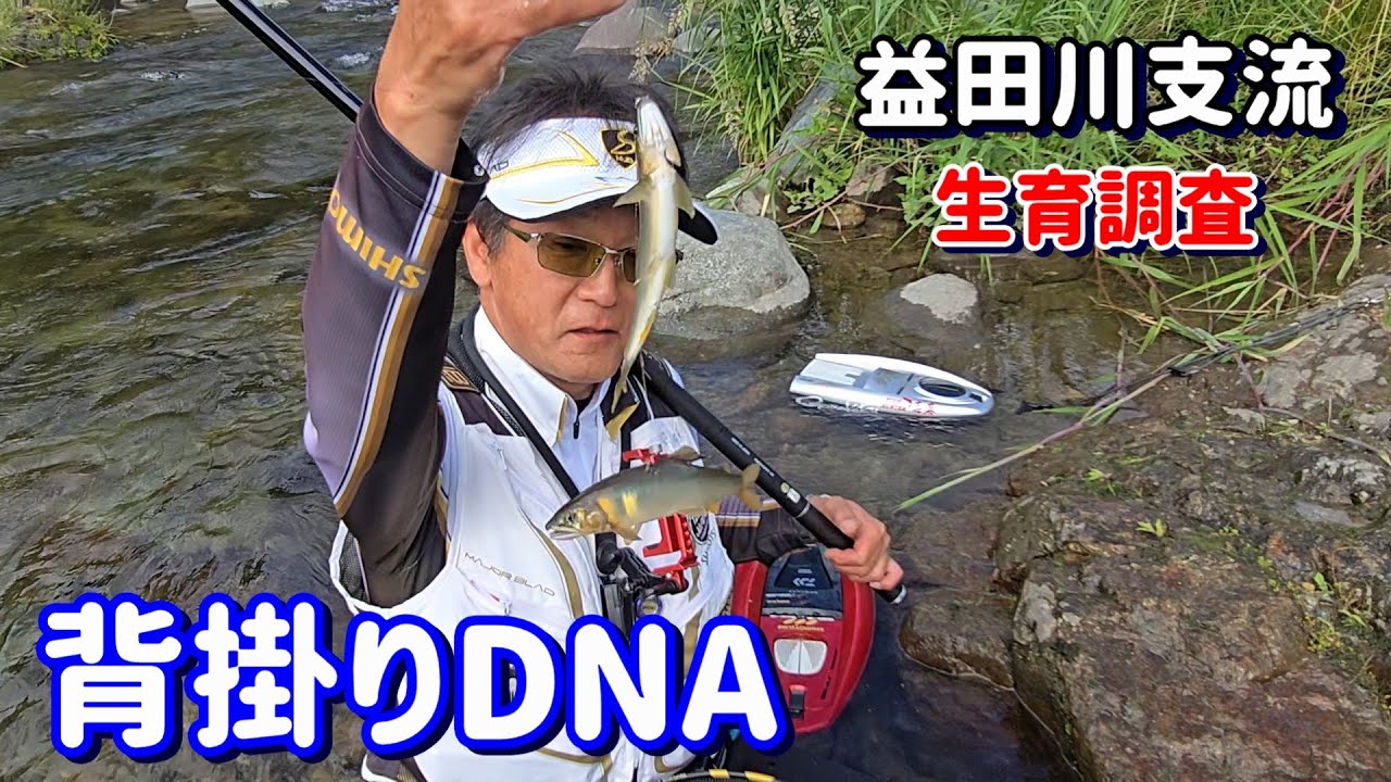 【背掛りDNA ＆ 琵琶湖産】益田川支流解禁前の生育調査