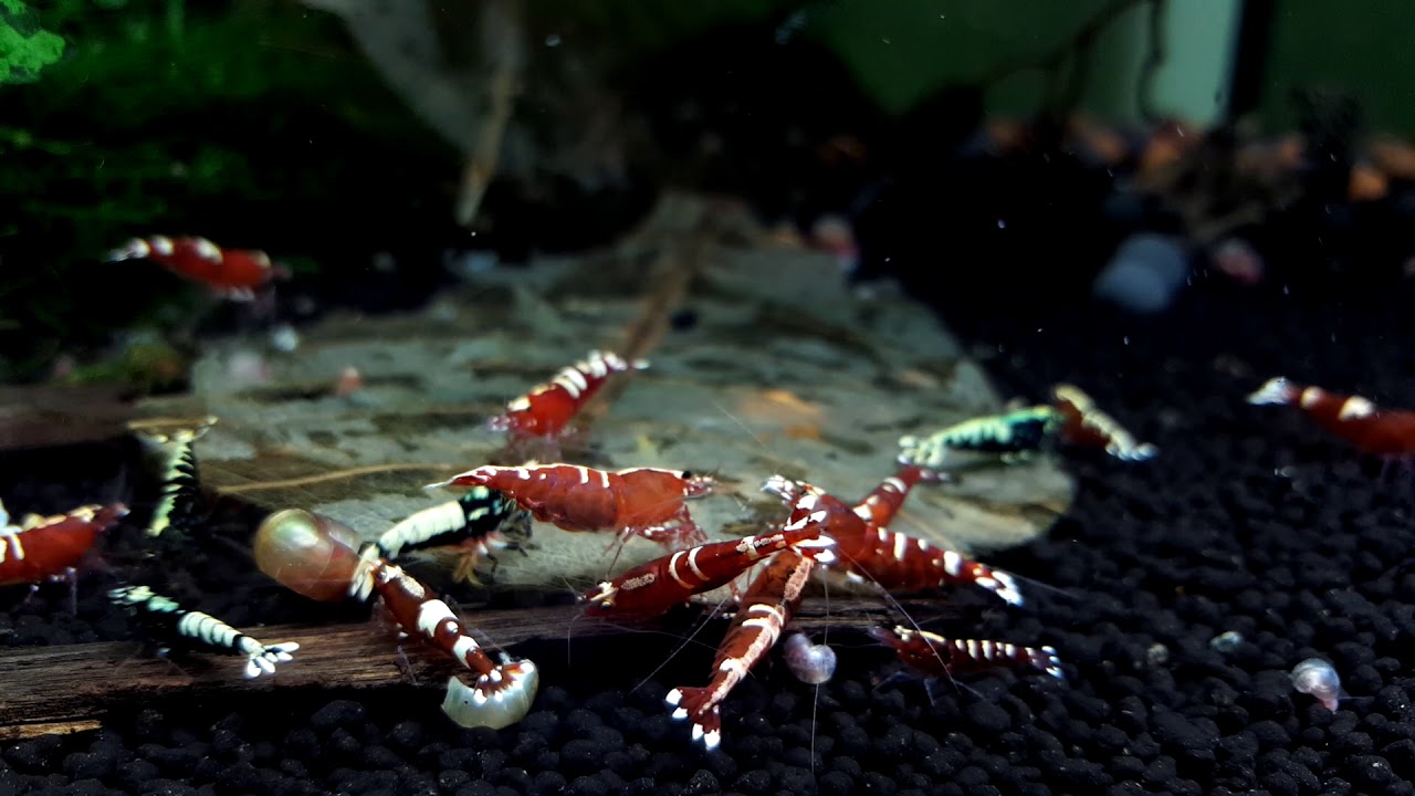 Galaxy Pinto feeding timelapse