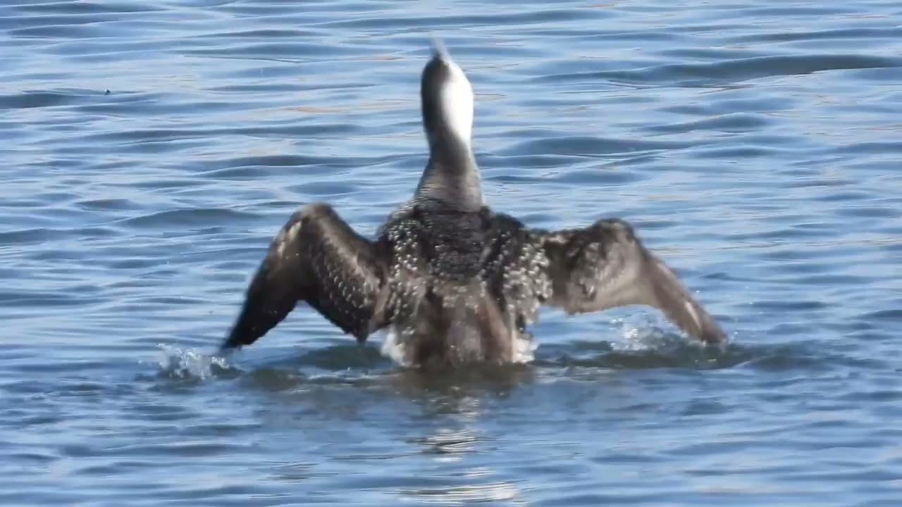 Red Throated Loon Video Clips