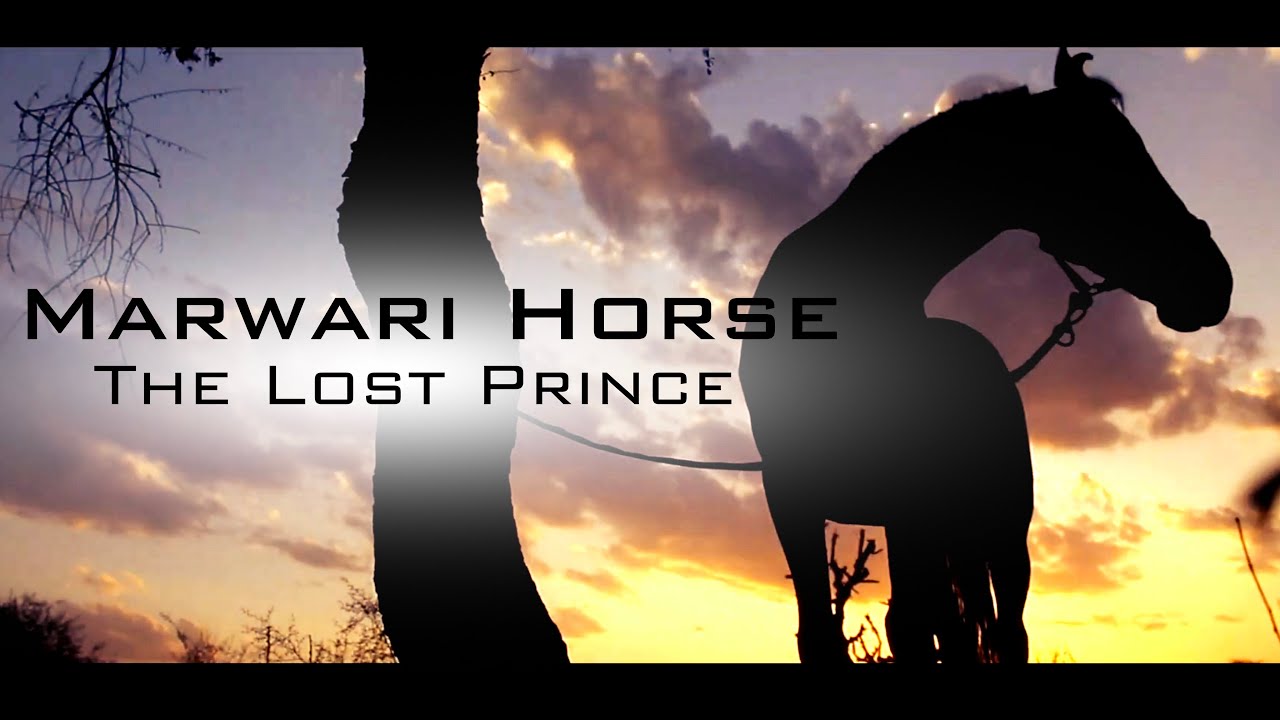 Marwari Horse : The Lost Prince | Full Documentary