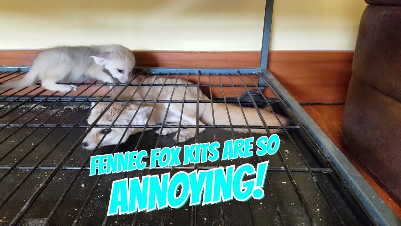 The Life of a Fennec Fox Mom