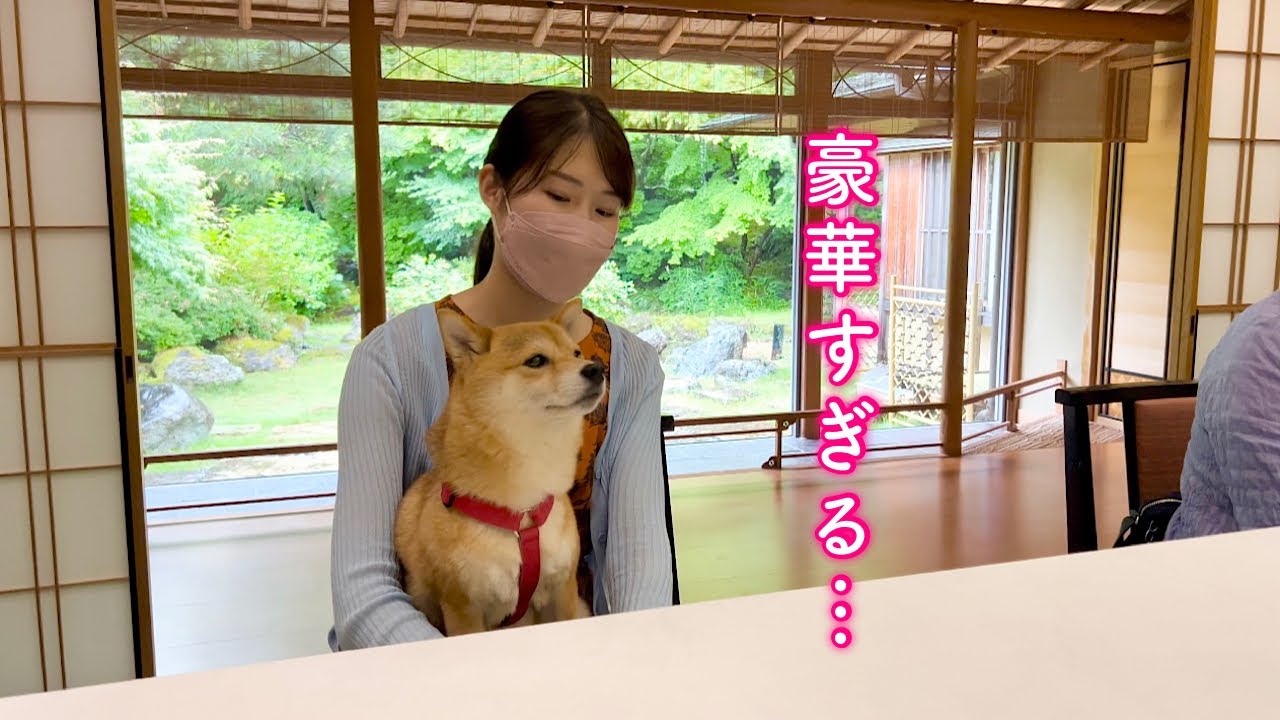 豪華すぎる老舗旅館に来て緊張しまくる柴犬が可愛い