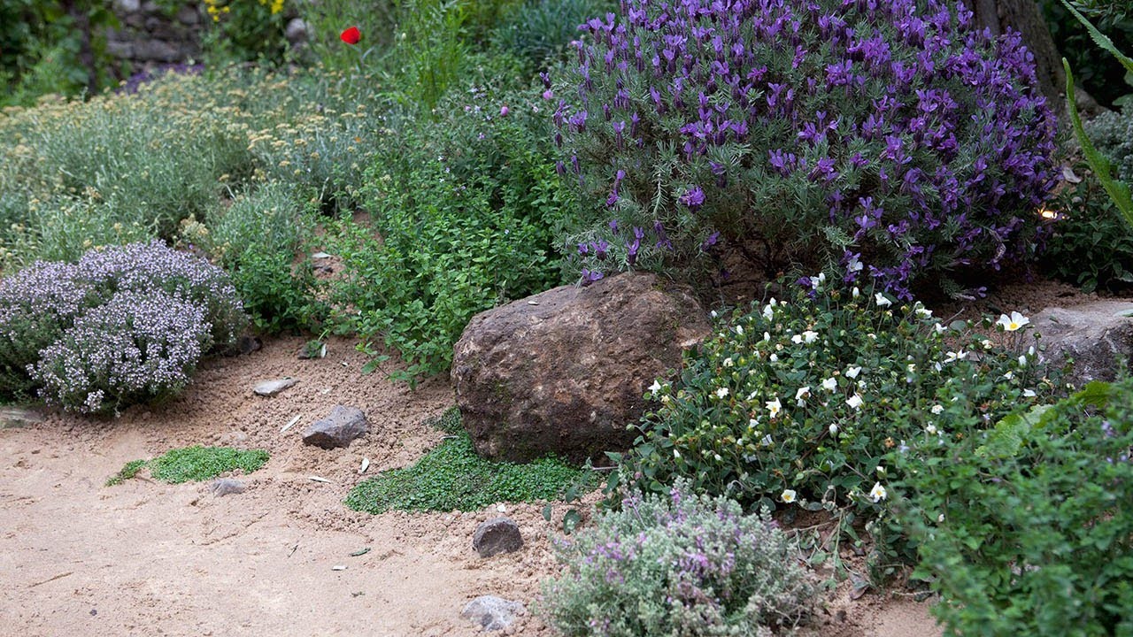 The 10 Best Plants to Grow a Mediterranean Garden