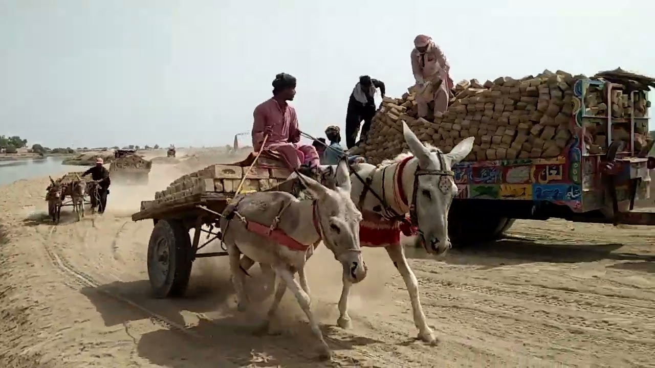 Donkeys#Donkeys#Village Donkeys