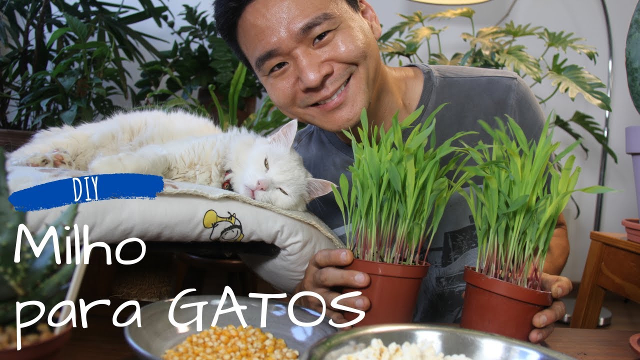 Aprenda a PLANTAR MILHO pra GATOS