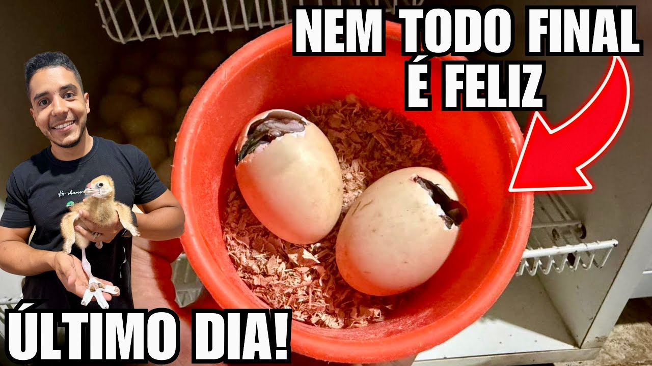 Tive que furar o ovo e fazer uma botinha diferente para o filhote de grou | Aves Recriar