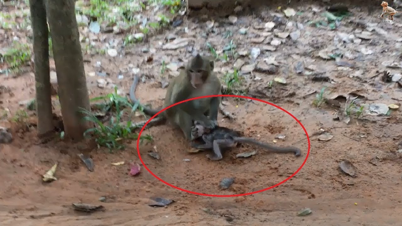 Crazy Monkey Hitting Baby Very Bad, Bay Cry and So Cry Daily Monkeys Man #632