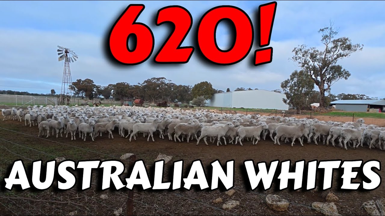 We Just Bought 620 Australian White Ewe Lambs!
