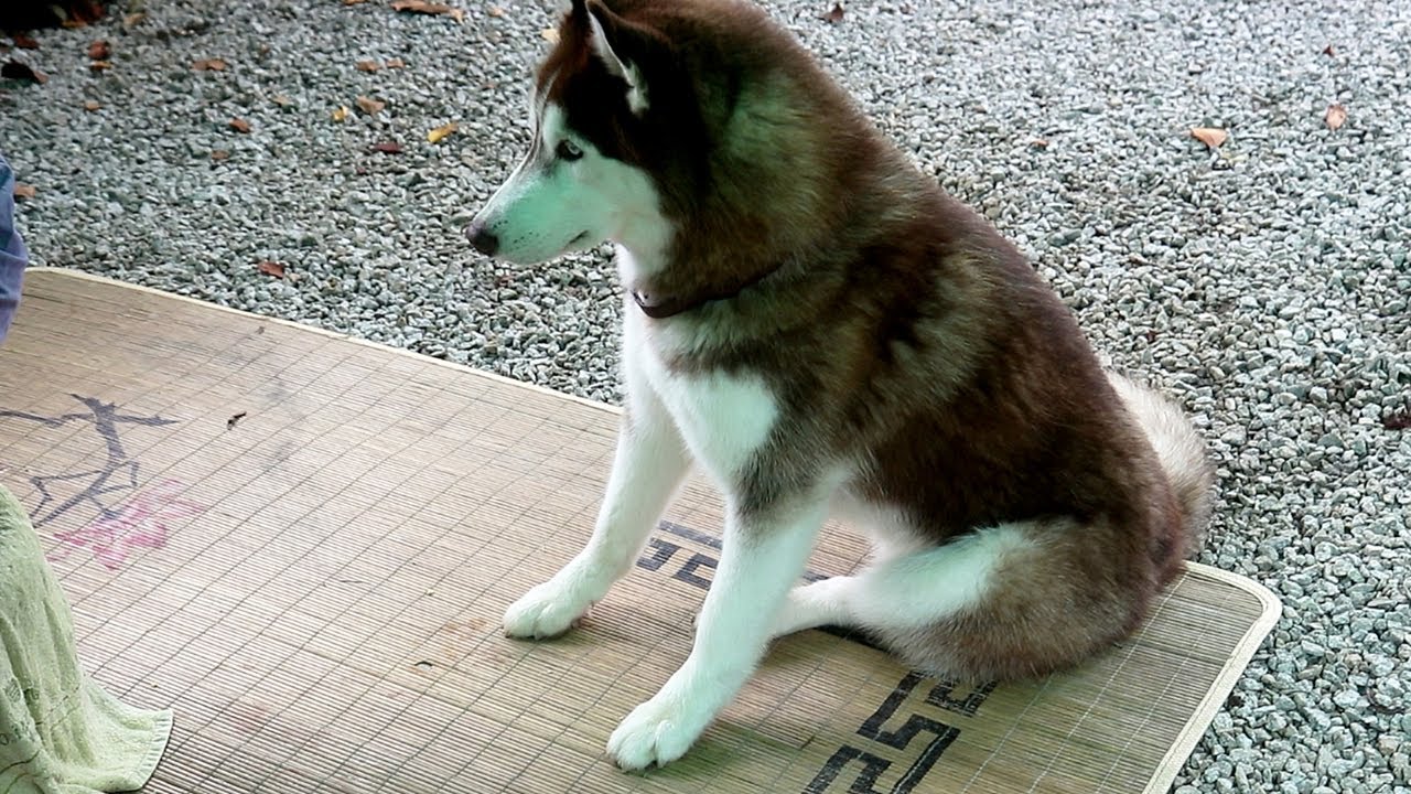 양반다리로 앉아서 할머니가 주는 밤 기다리는 강아지