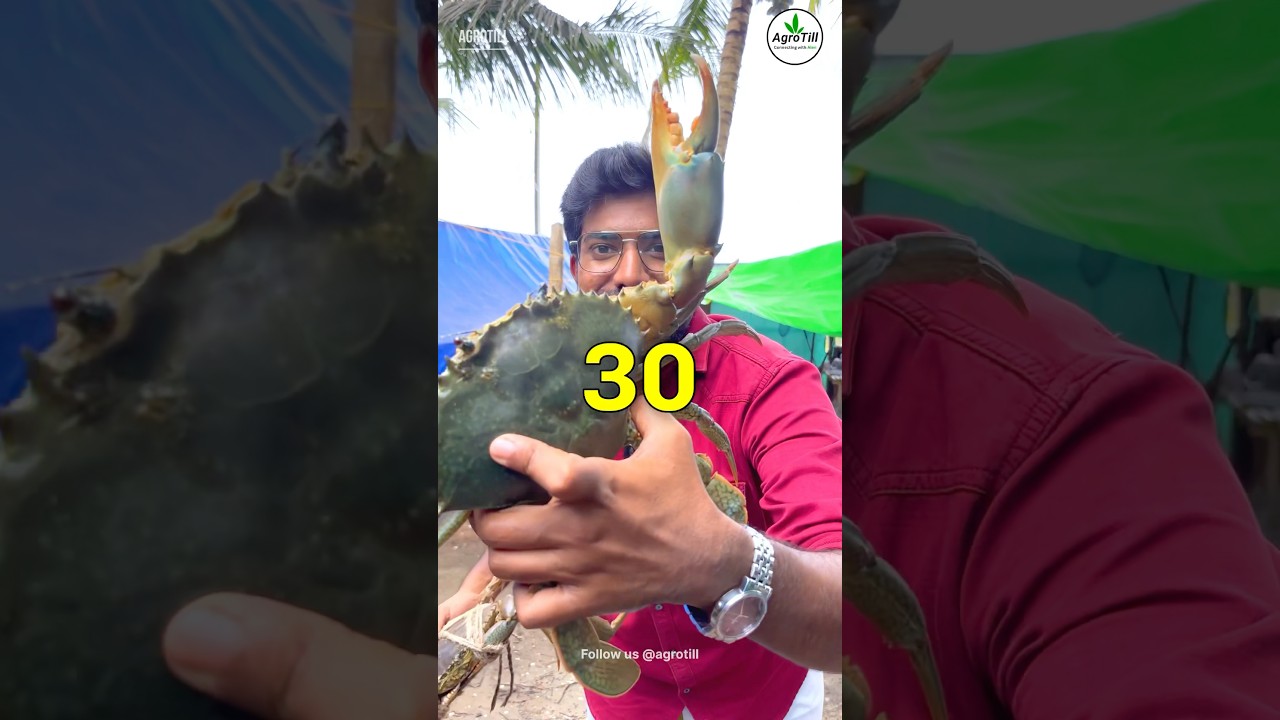 How to Start CRAB  🦀 Farming ? 🔥Is CRAB Business Profitable ? 🦀 #agribusiness
