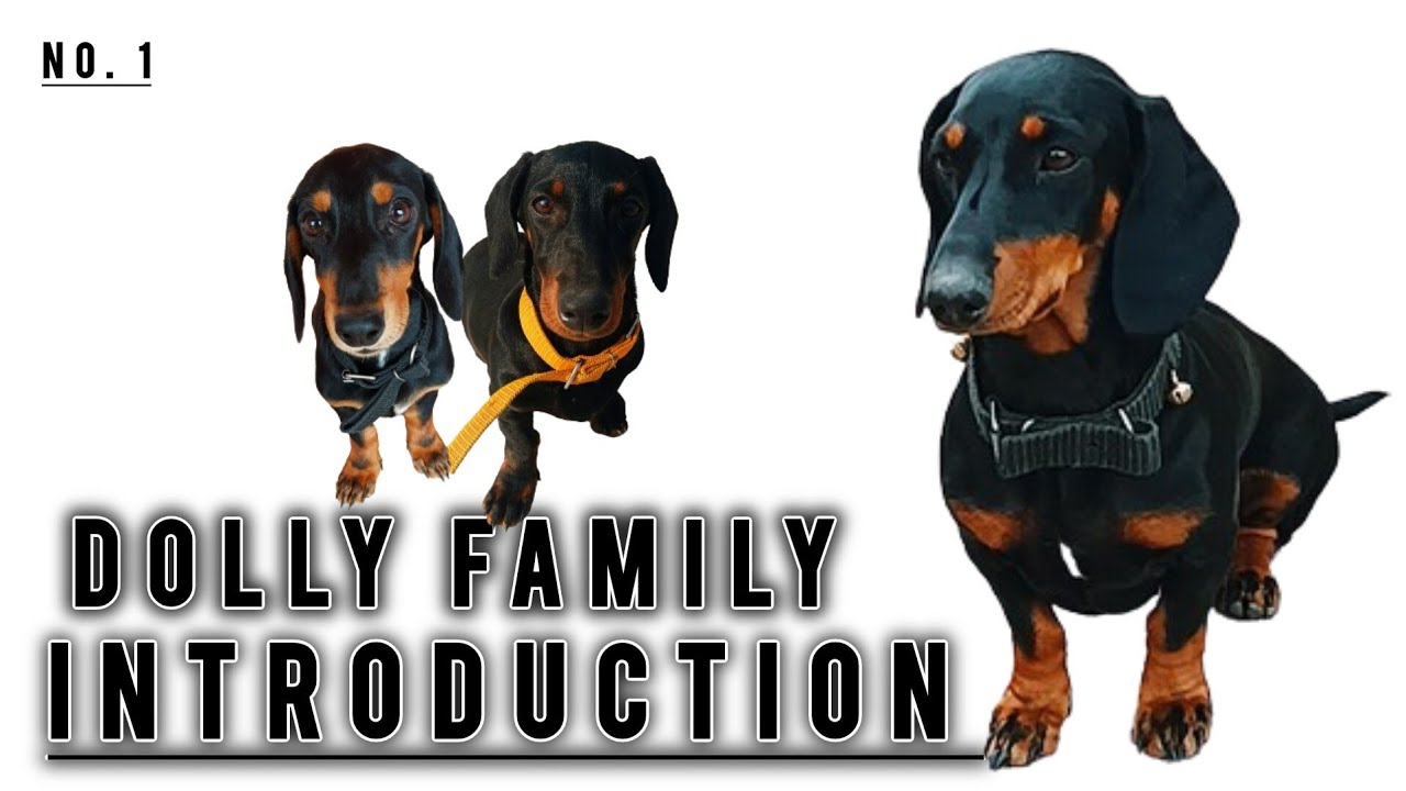 Dolly Family - Introduction | Dachshund - A Wonderful Breed | Sausage Dog - Puppy Small Breed | 