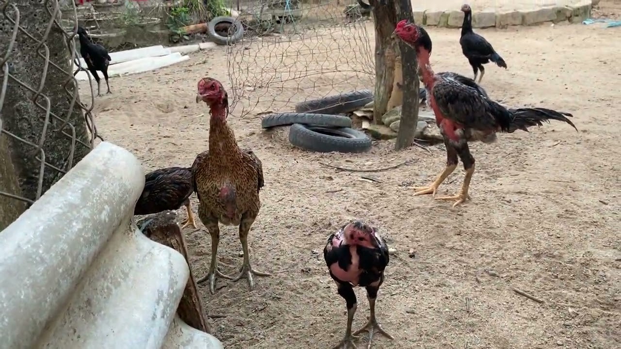 Vietnamese young chickens