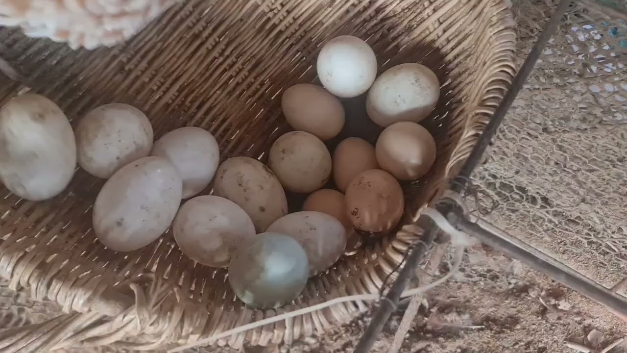 Hen care eggs and make egg a lot || Hen