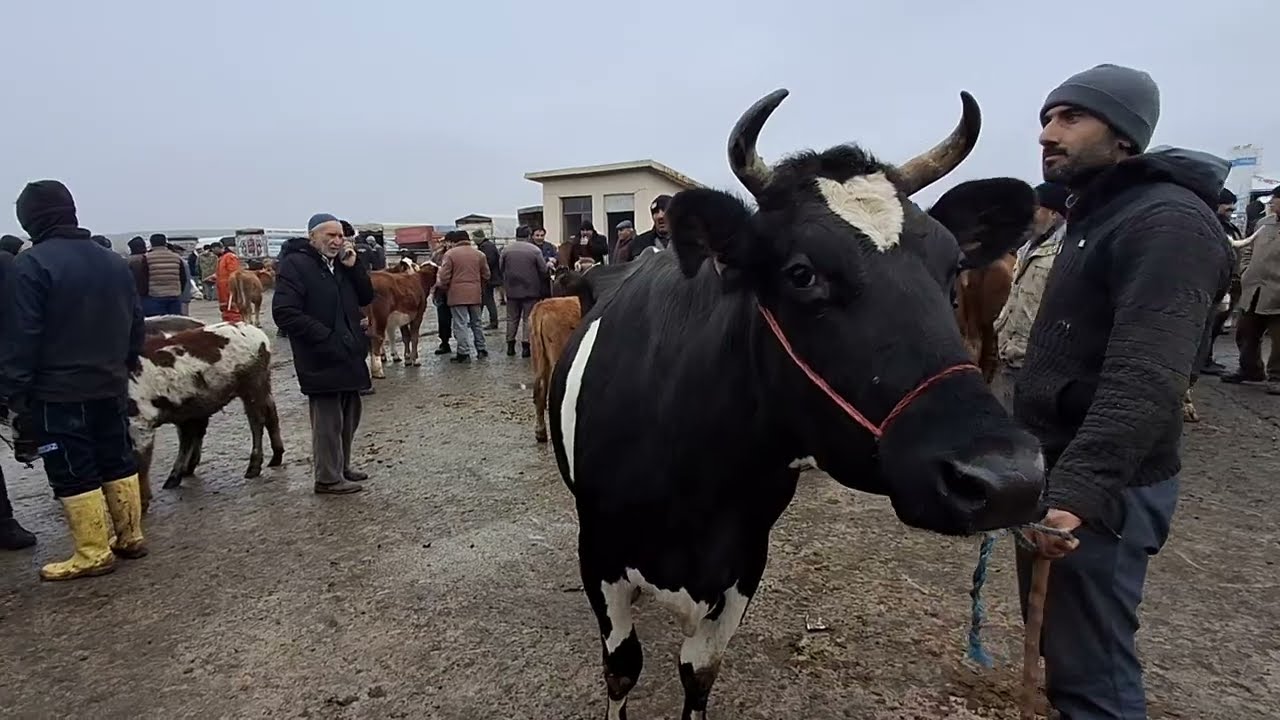 ÇORUM SUNGURLU HAYVAN PAZARI.                      5 ARALIK ÇEKİMİ 2.BÖLÜM 7 ARALIK 2024